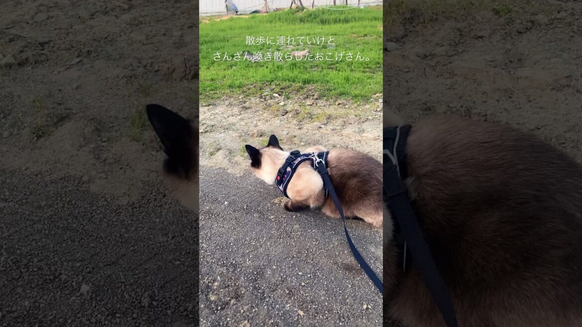 【シャム猫】散歩したくて騒ぎまくってた猫を外に連れて行ったらこんなことになるとは。
