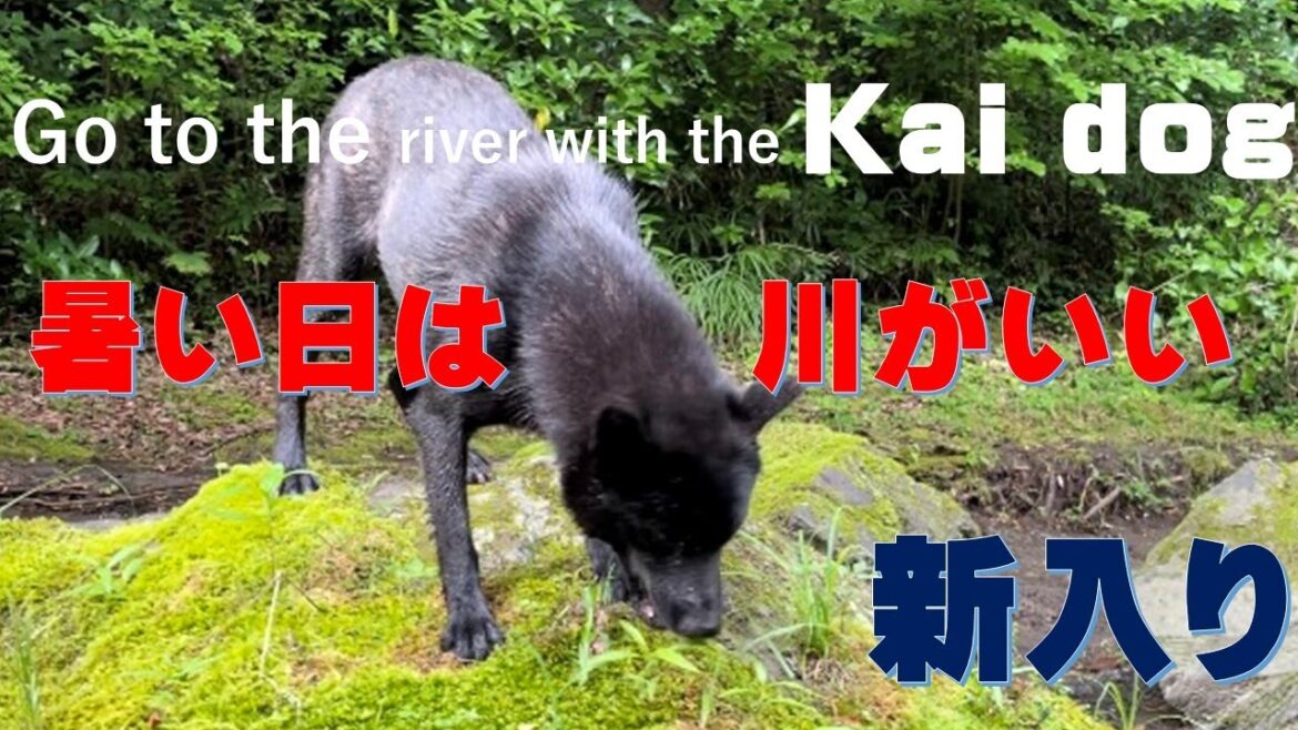 新入り甲斐犬、群狼を連れて(Kai Dog Saya Kai Dog Gun)【Samurai dog TV】 新入り甲斐犬、群狼を連れて(Kai Dog Saya Kai Dog Gun)【Samurai dog TV】