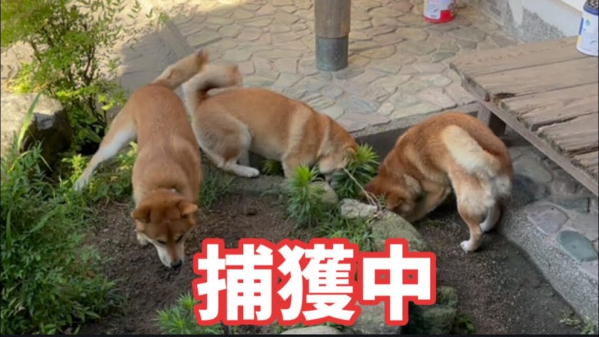 大好きな柴犬を触れなくなった日