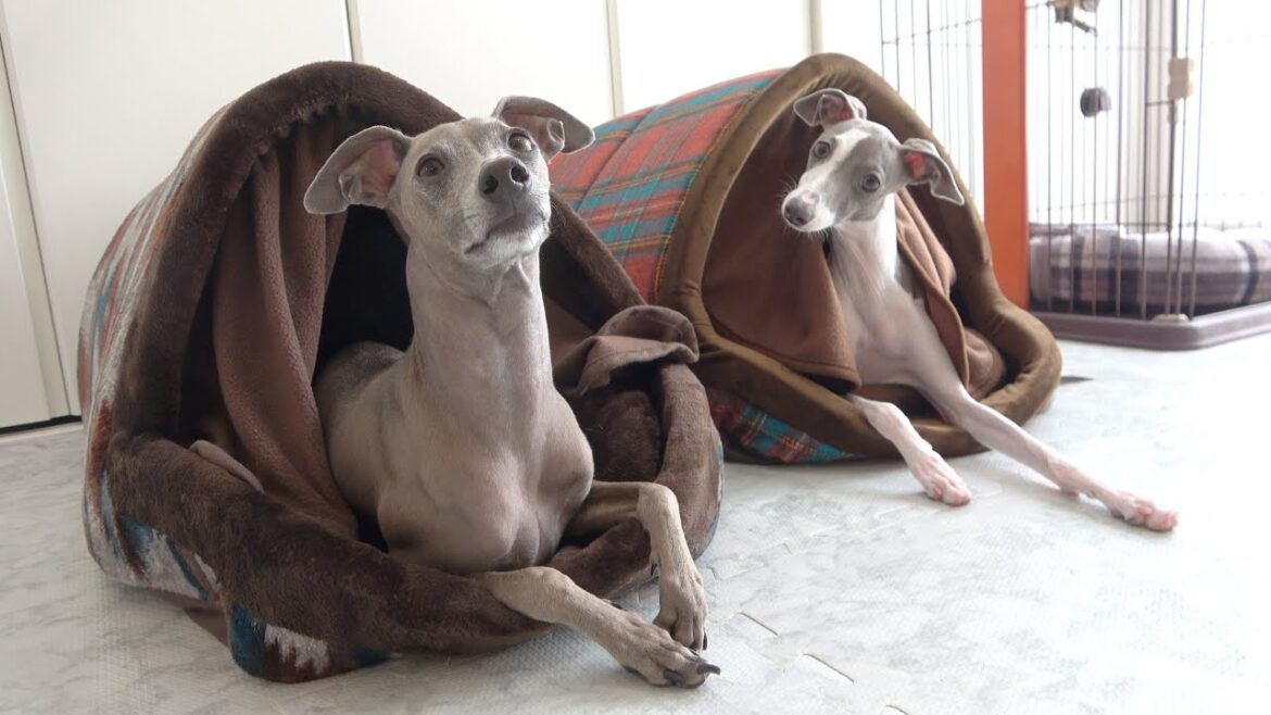 今年も愛犬の為にカインズの最強ベッドを導入しました！【イタグレ】