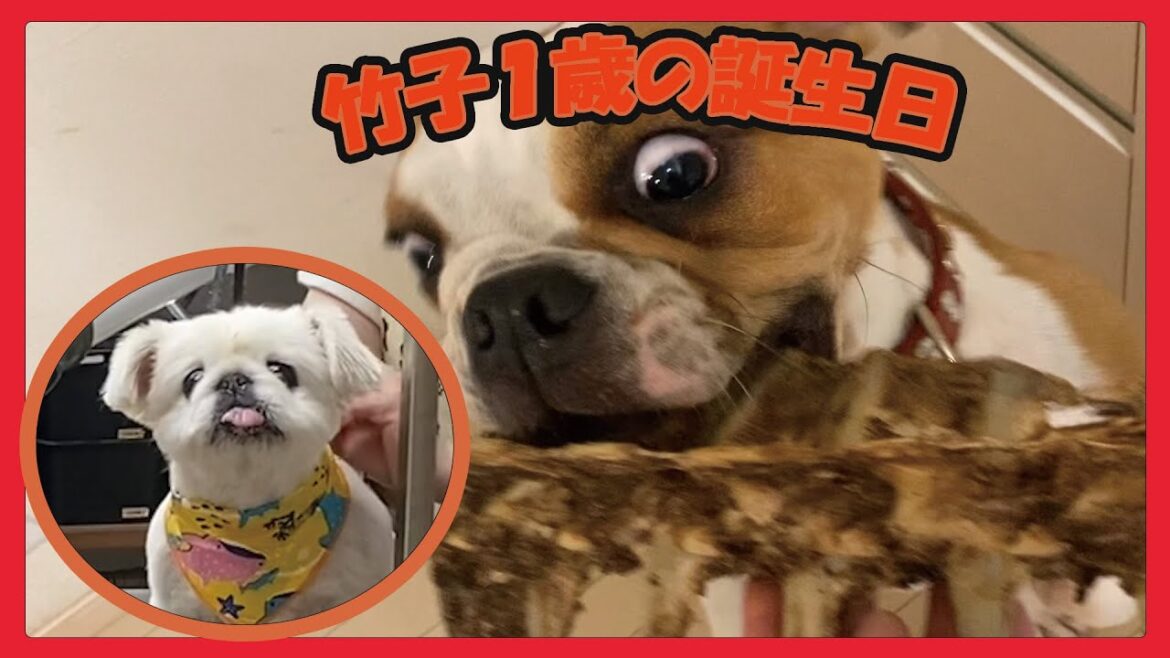 竹子が１歳になり梅子の成長も著しい我が家です！