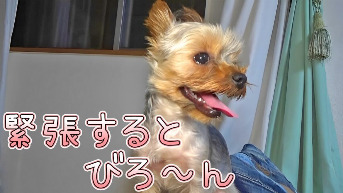 【ヨークシャテリア】緊張でいつもより舌が出ているヨークシャテリア【Yorkshire Terrier】
