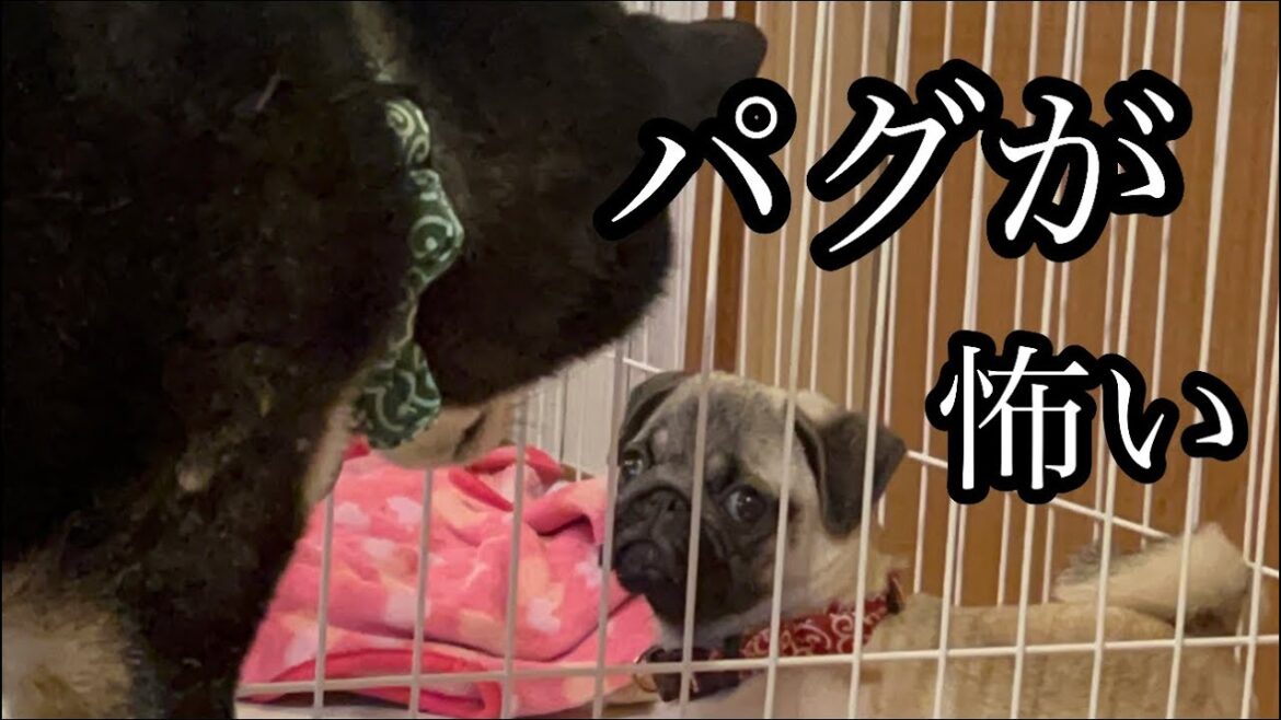 【柴犬とパグ】新しくお家にやって来たパグのモコが怖くてヨダレを垂らす柴犬こじろーくん