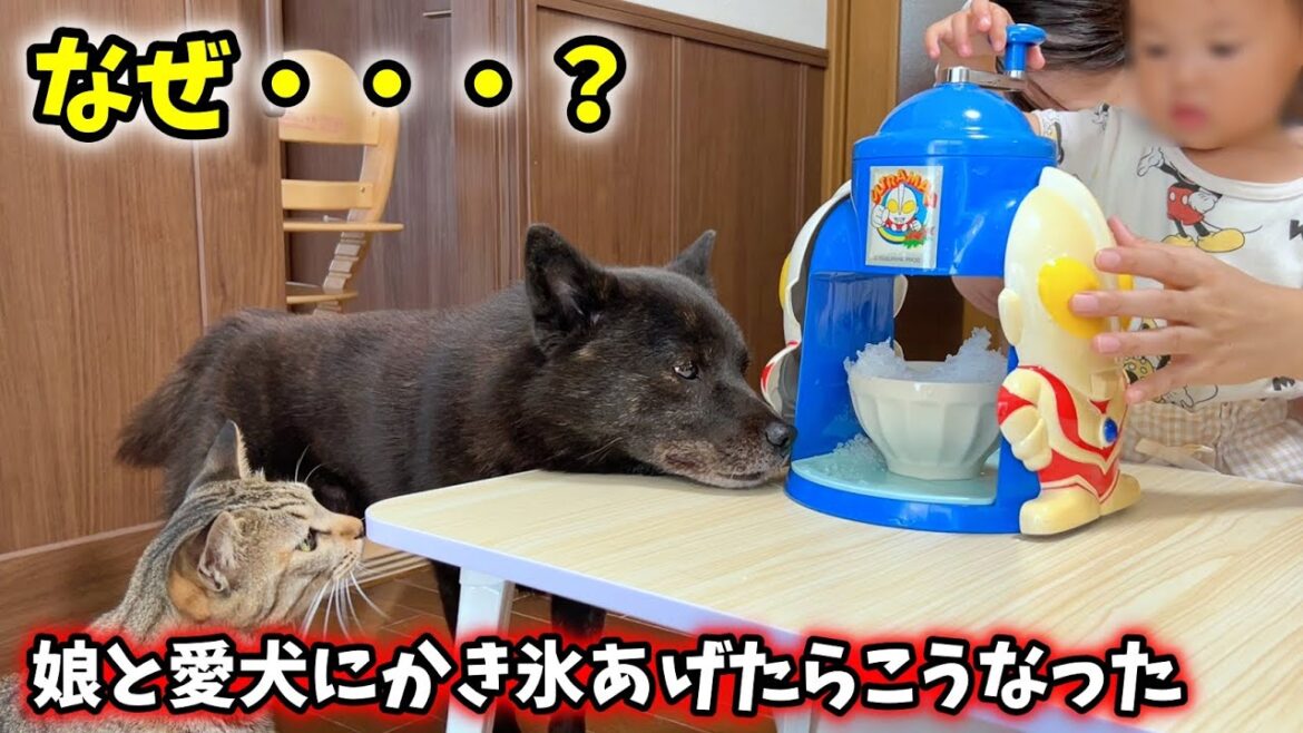 何故・・・?娘と甲斐犬にかき氷あげたらこうなった 何故・・・?娘と甲斐犬にかき氷あげたらこうなった