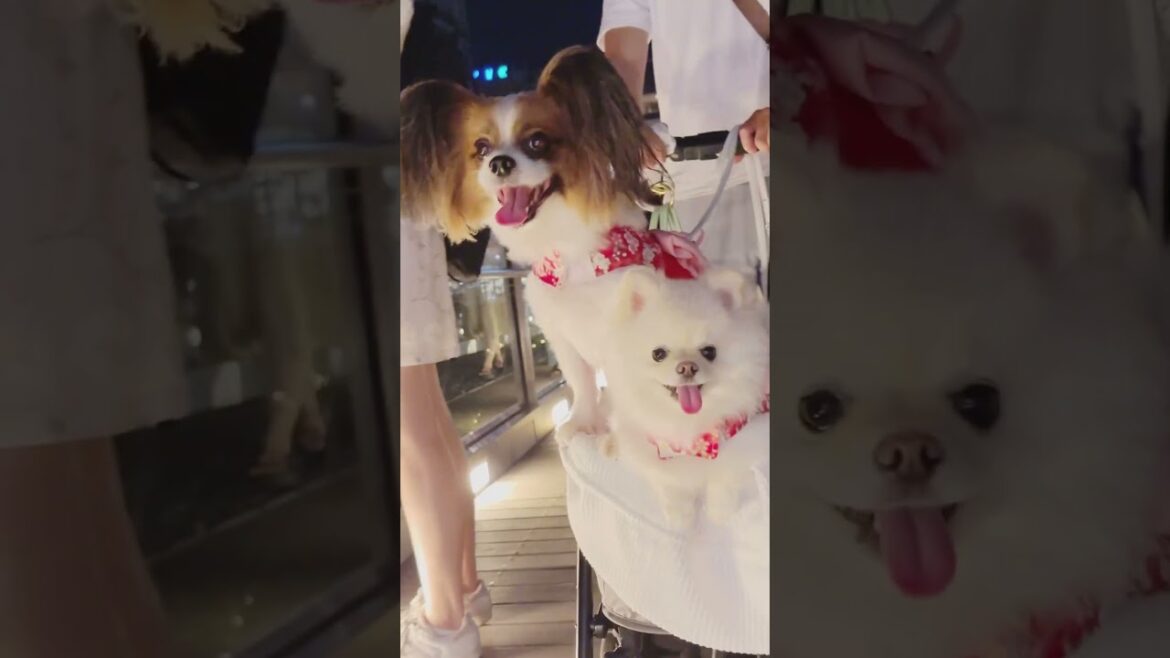 お祭りにはしゃぐ犬 　#お台場　#犬と祭り　#ポメラニアン #パピヨン　#shorts