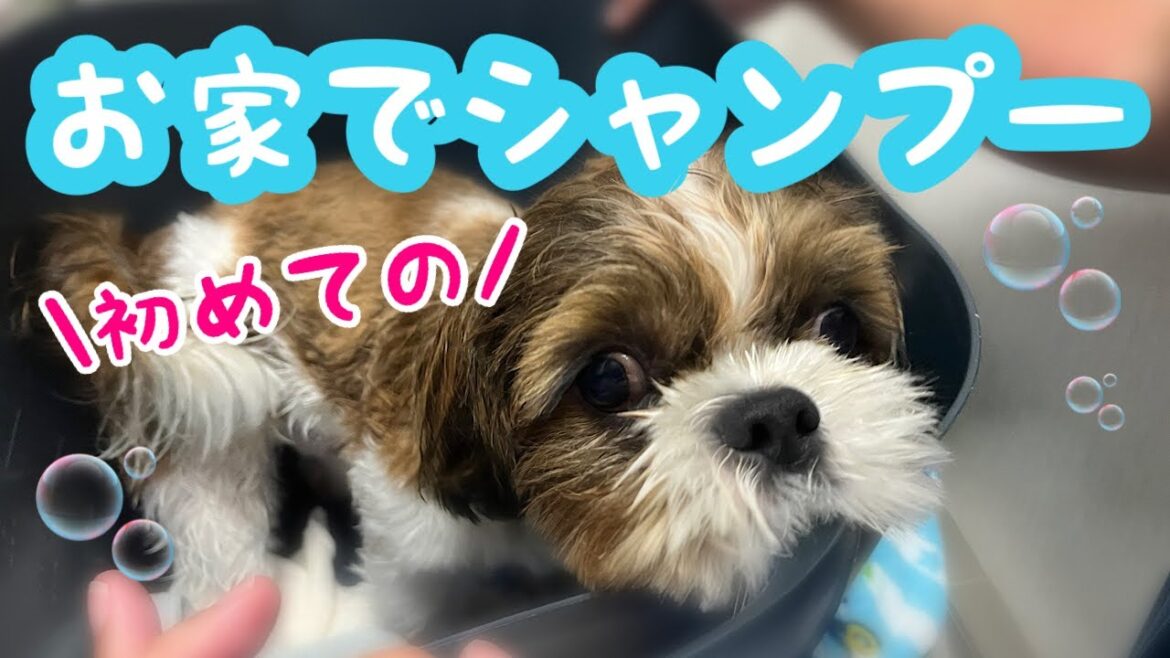 【シーズー犬】初めてのお家でシャンプー