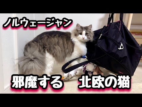 【ノルウェージャンフォレストキャットは飼いやすい?】受験で忙しい娘に立ちはだかる毛玉の壁💦 【ノルウェージャンフォレストキャットは飼いやすい?】受験で忙しい娘に立ちはだかる毛玉の壁💦