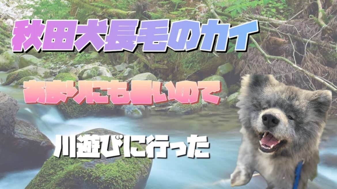 秋田犬長毛のカイ暑いので越知川に川遊び