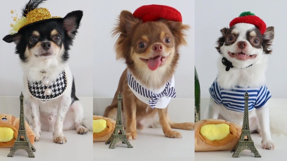 Our Dogs Celebrate France National Day With Homemade Croissants & Pretzels