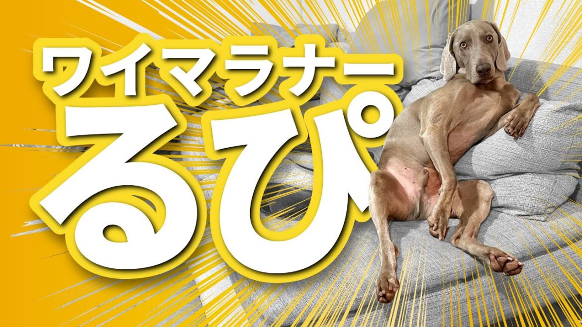 睡魔に負けた姿が話題となって「羽鳥慎一モーニングショー」に出演しました! 睡魔に負けた姿が話題となって「羽鳥慎一モーニングショー」に出演しました!