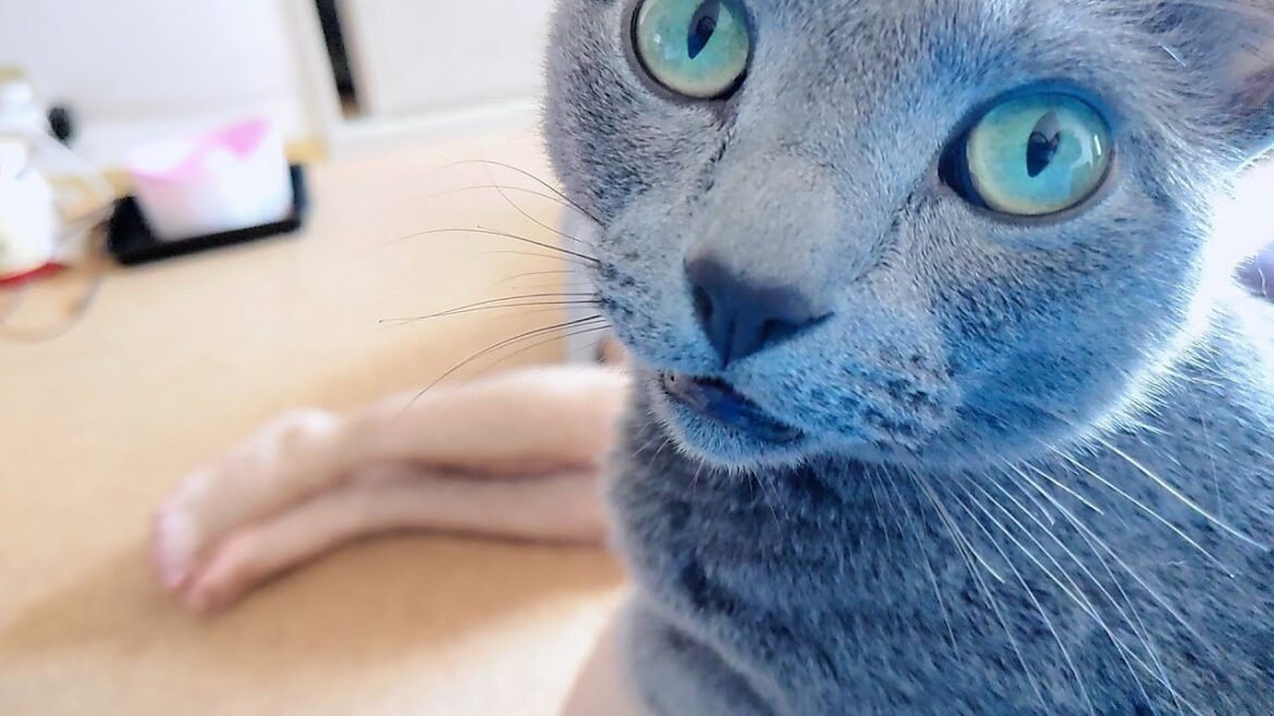 【猫動画】パトロールの合間にお出迎えしてくれるロシアンブルー【russianbule】Russian Blue welcomes you between patrols