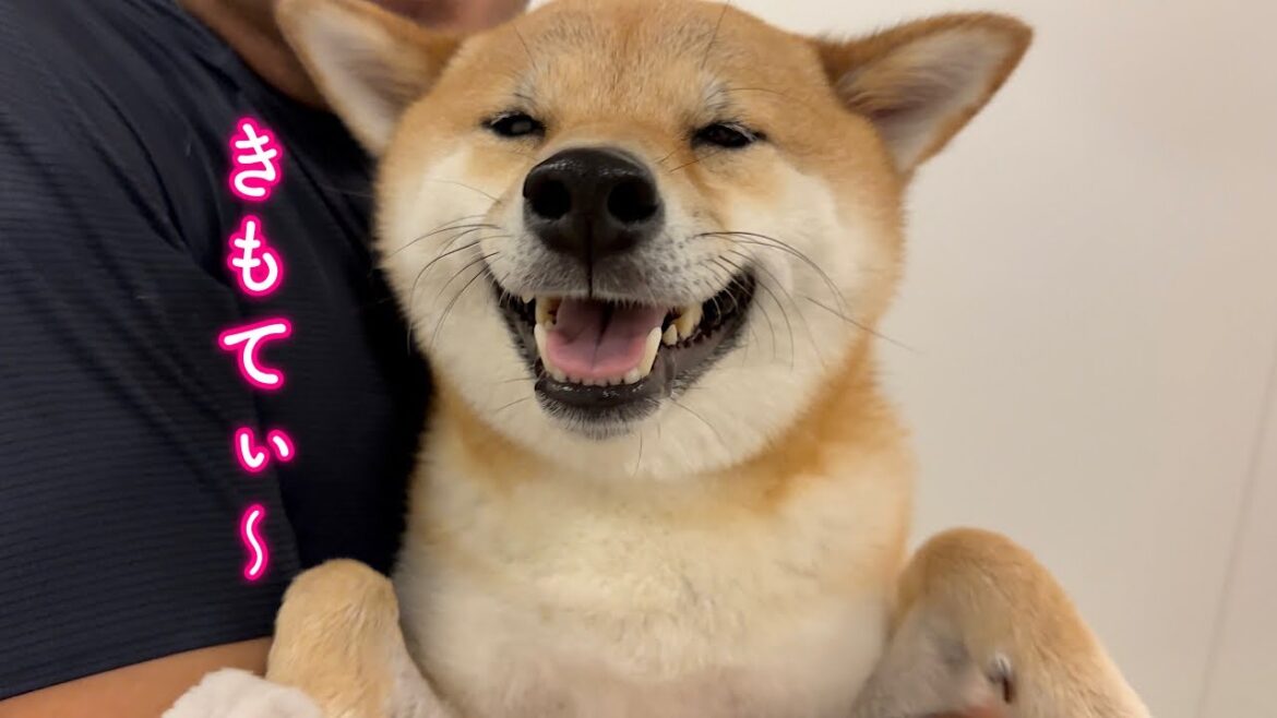 暑過ぎてクールダウンした瞬間の柴犬の笑顔が可愛過ぎる 暑過ぎてクールダウンした瞬間の柴犬の笑顔が可愛過ぎる