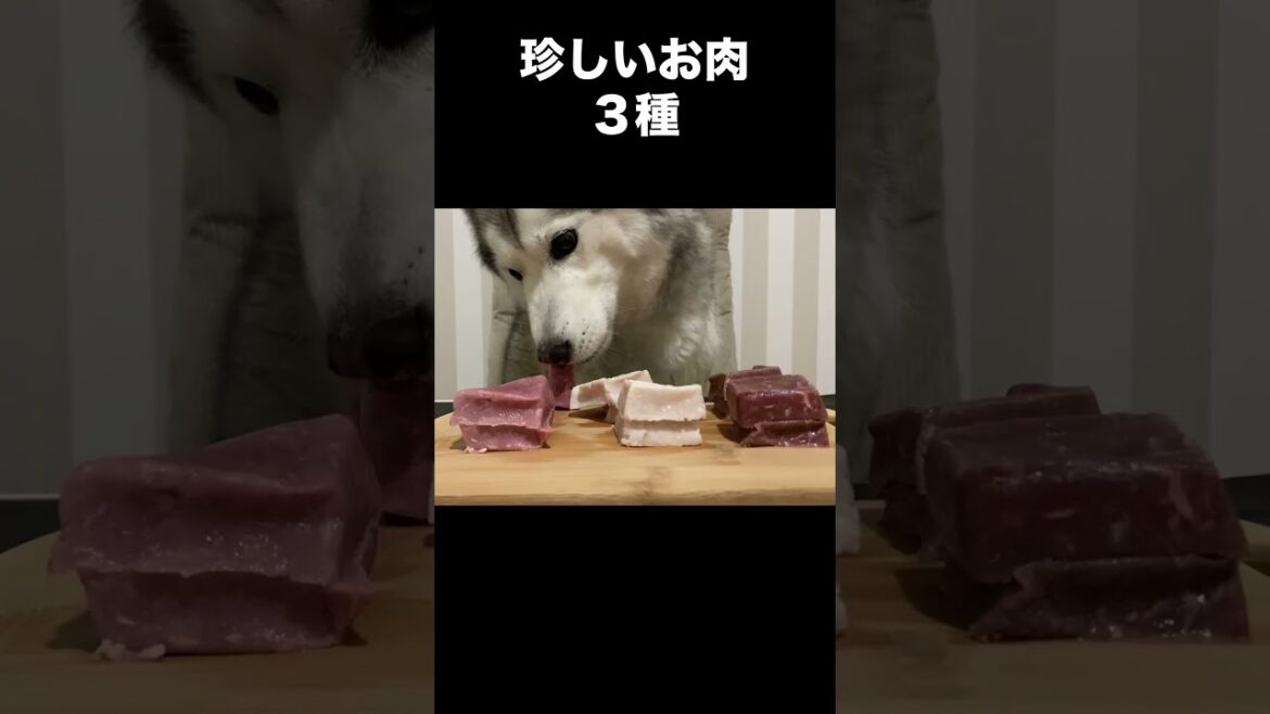珍しいお肉3種を食べるシベリアンハスキー #shorts