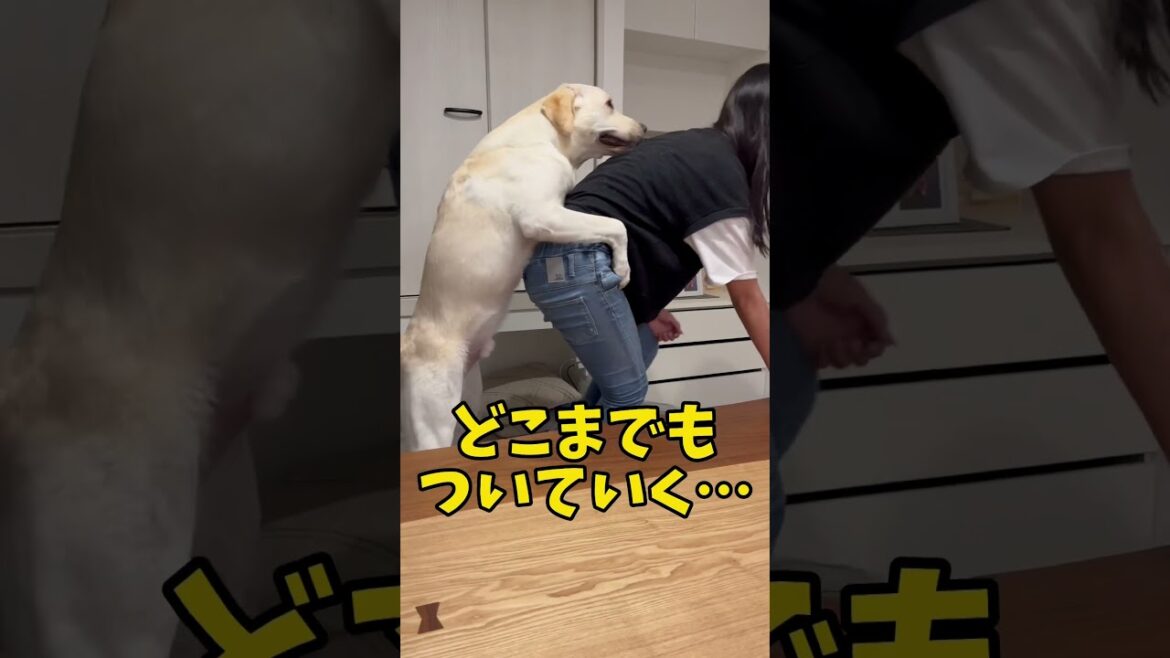 我が家にはかまちょなストーカーが暮らしています #shorts #shortvideo