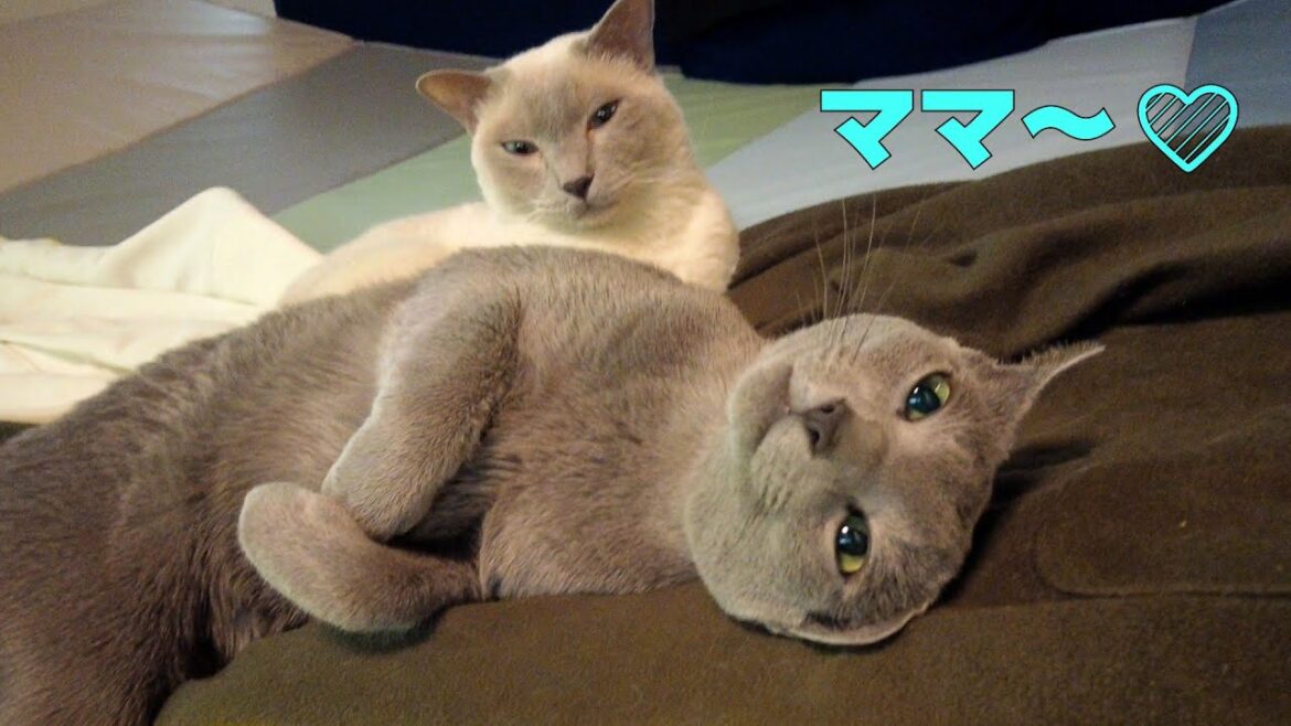 【暑い夏】【ロシアンブルー×トンキニーズ】暑い夏も元気に乗り切ろう(#122) 【暑い夏】【ロシアンブルー×トンキニーズ】暑い夏も元気に乗り切ろう(#122)