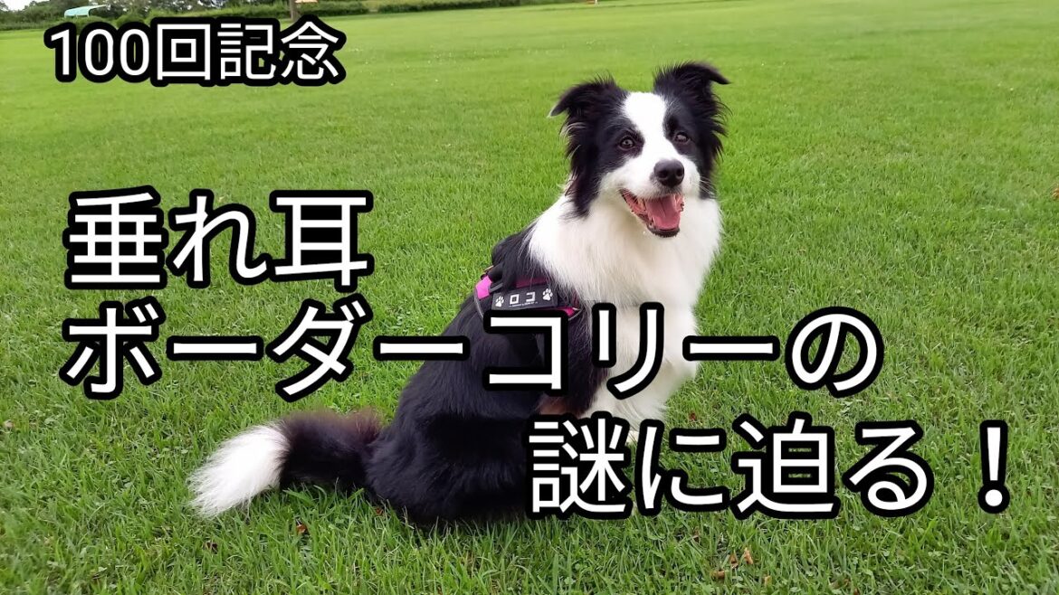 投稿100回記念　垂れ耳ボーダーコリーの謎にせまる！