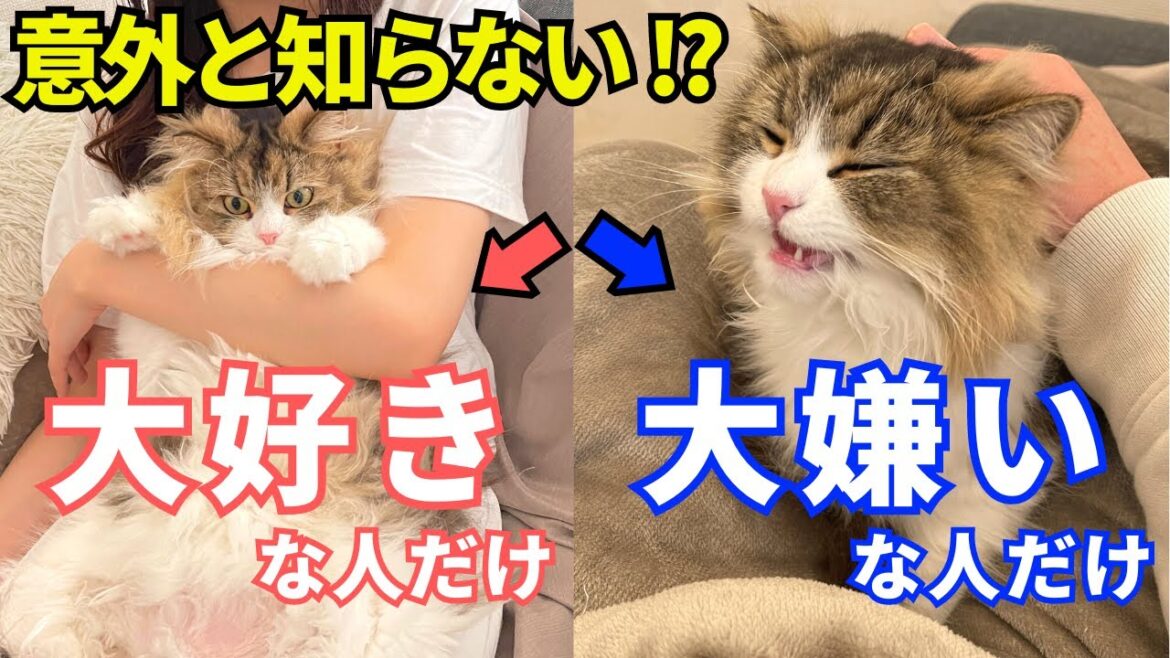 【本当に好かれてる？】猫の態度で分かる飼い主との関係【サイベリアンのらんちん】