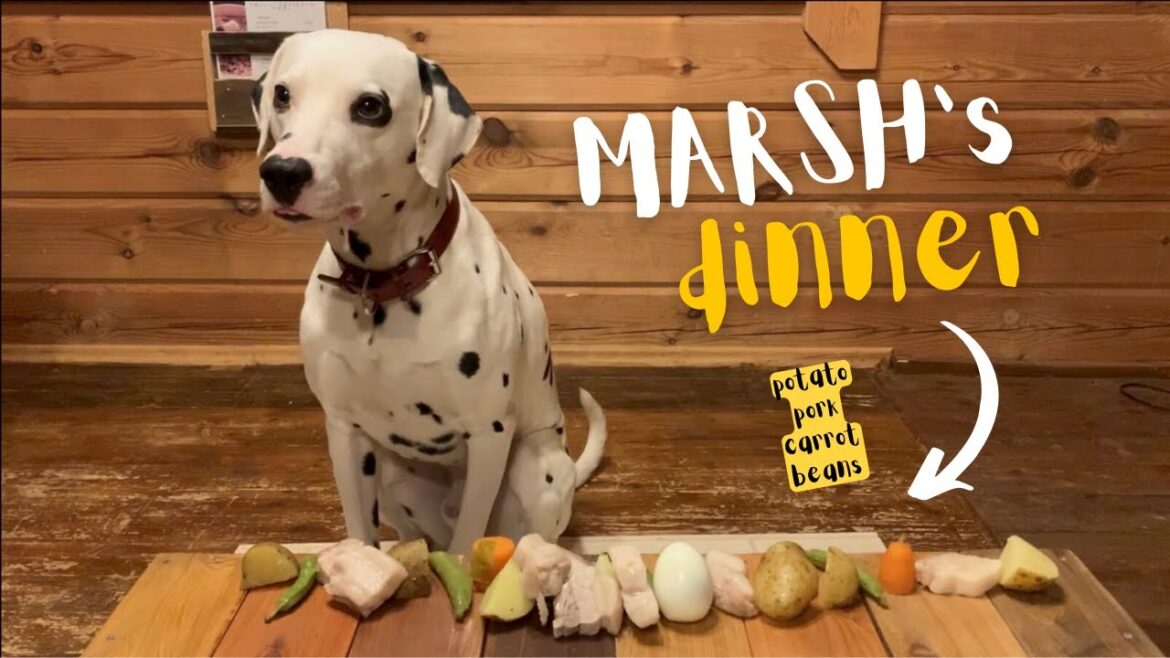 【犬ごはん】ある日のマシュのご飯（肉と野菜の煮込み）