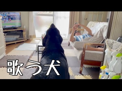 パパが唄う長渕剛に合いの手を入れるロットワイラー パパが唄う長渕剛に合いの手を入れるロットワイラー