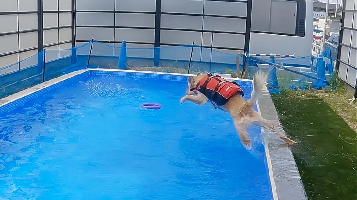 愛犬の入水がワイルド過ぎて少し心配な飼い主 愛犬の入水がワイルド過ぎて少し心配な飼い主