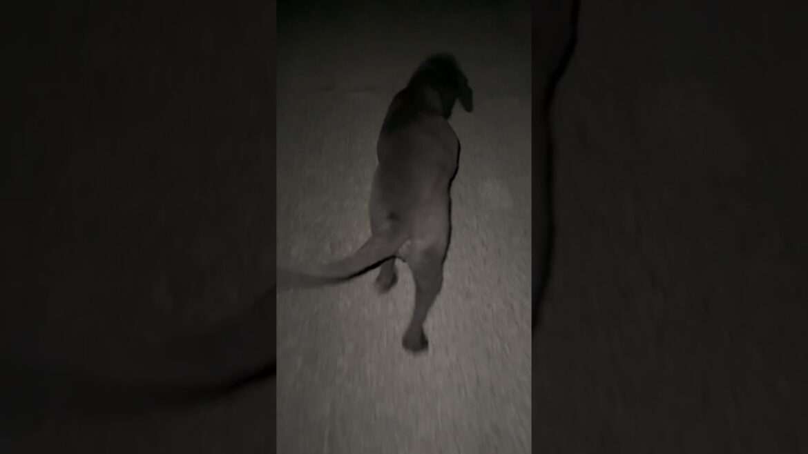 ボス君夜のお散歩🐶 超大型犬 ニューファンドランド ボス君 グレートデン クィーンちゃん 大型犬 多頭飼育 保護猫 犬好き 猫好き 動物好き 渡辺ボス