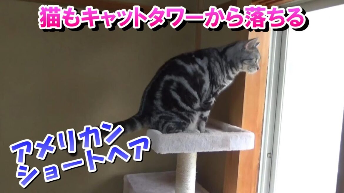 猫もキャットタワーから落ちる！キャットタワーに上らないその後（アメリカンショートヘア）