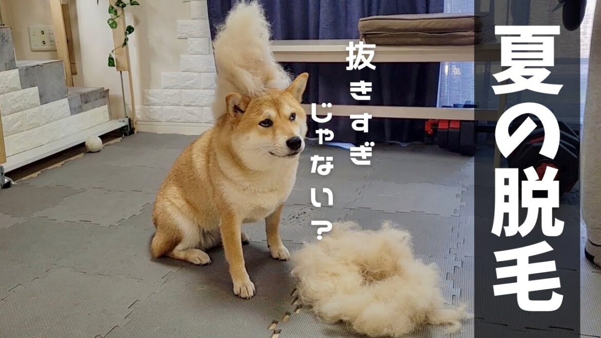 柴犬の脱毛期、掃除機でゴリゴリ吸い込みスッキリした妹豆柴