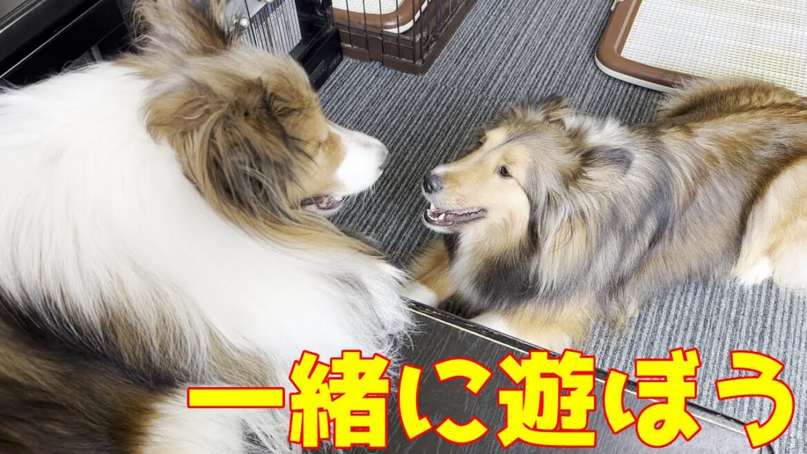 【シェルティ】一緒に遊ぼう🐾【気分転換】