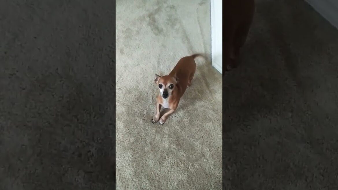Poppy Talks!
