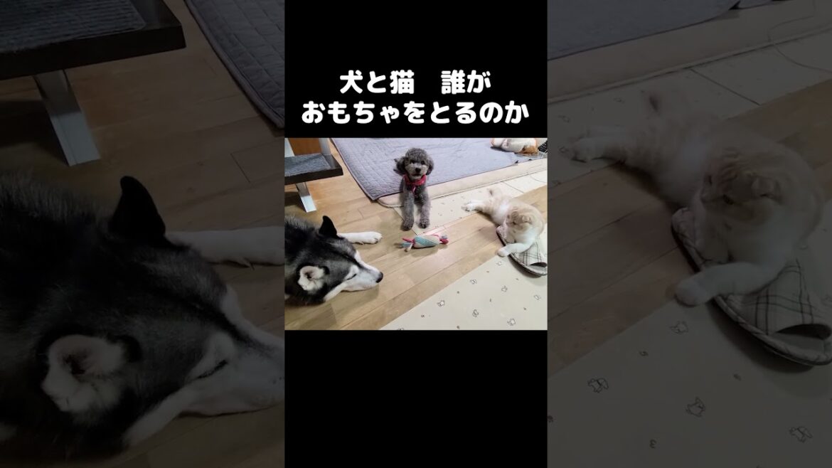 真ん中におもちゃが置いてあった結果こうなった...#shorts