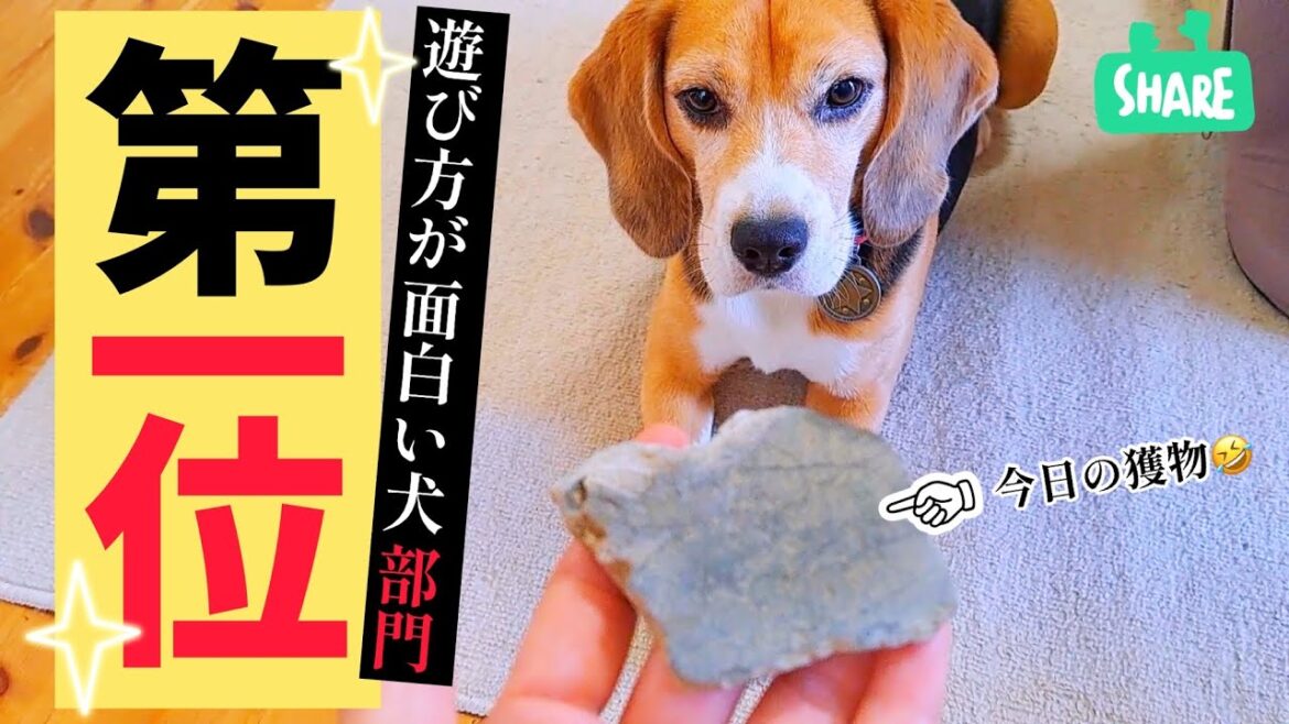 ビーグル犬の理解できない遊びを黙って観察しよう