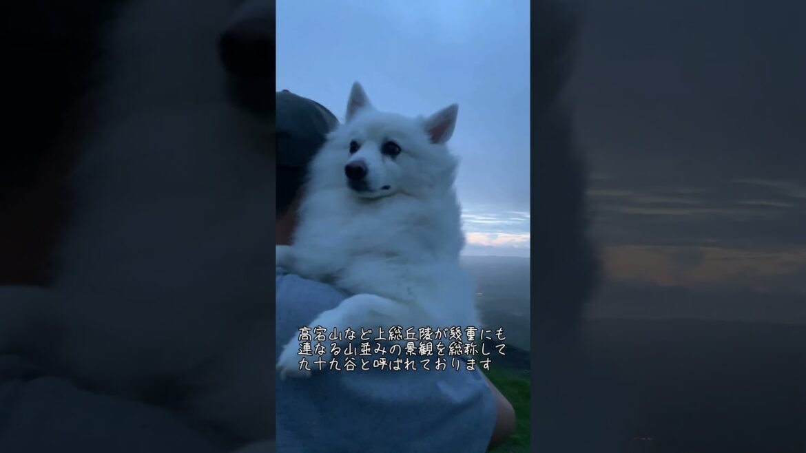 房総丘陵が連なる絶景 鹿野山九十九谷展望公園 千葉県君津市【日本スピッツ】 #日本スピッツ #鹿野山 #君津 #雲海 #絶景