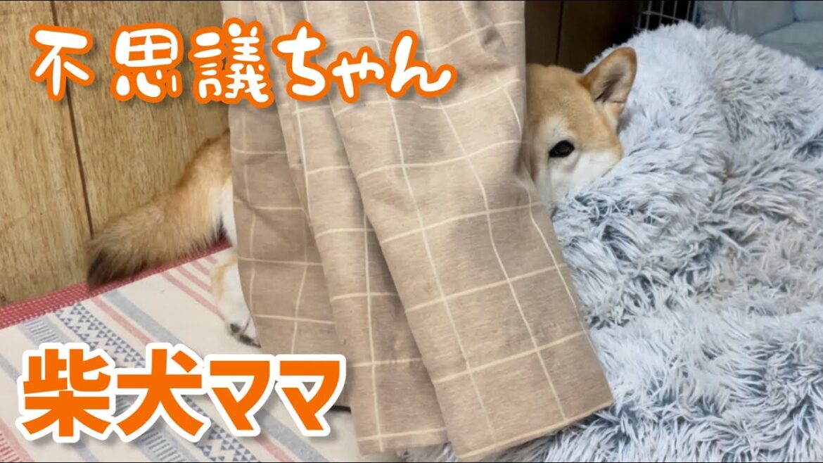 最強柴犬ママは不思議ちゃんw