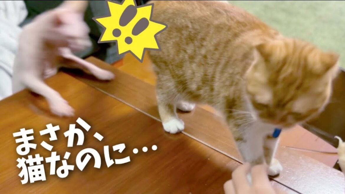まさかのハプニング!スフィンクス猫がテーブルから落下する一瞬をとらえてしまった… まさかのハプニング!スフィンクス猫がテーブルから落下する一瞬をとらえてしまった…