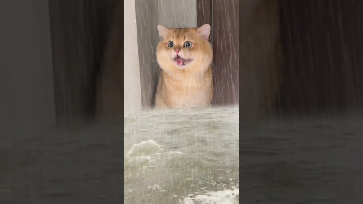 Cuteness Overloaded Brown cat Worried      #cat #funnycat #ytshorts #animal #viral #cute #youtube