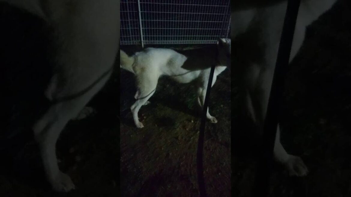 紀州犬 太郎2