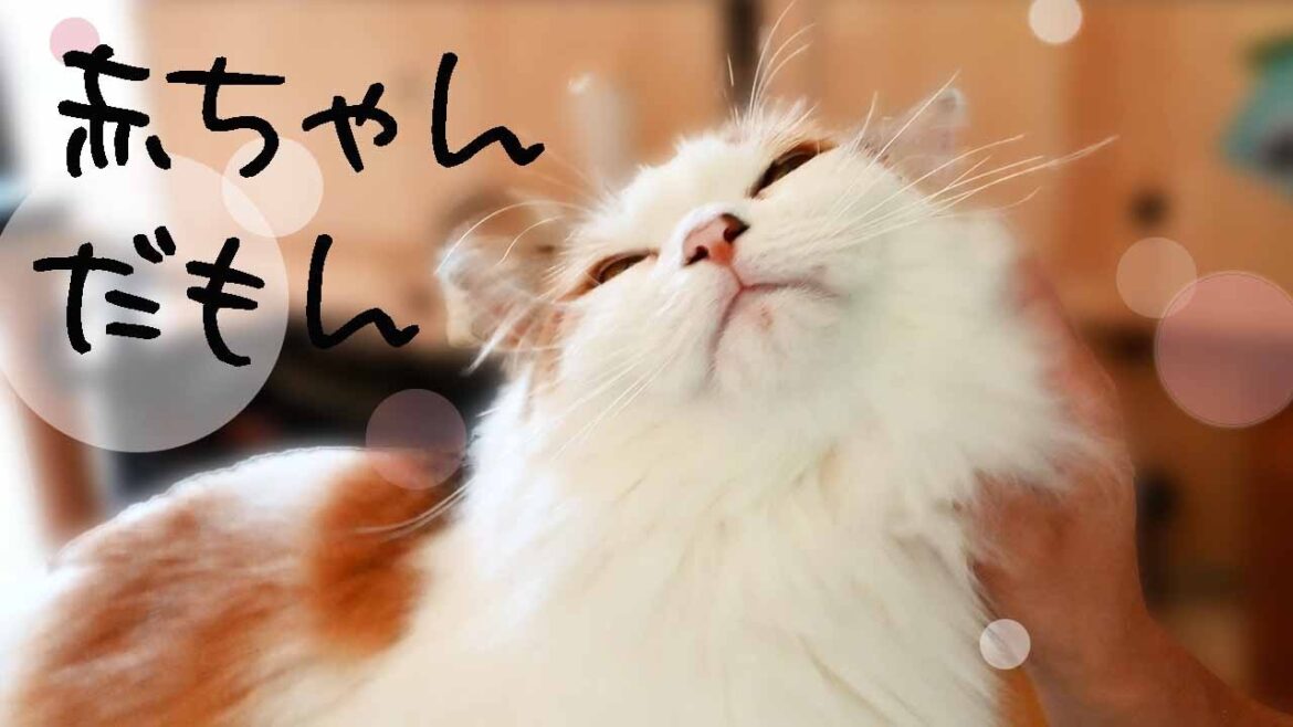 メインクーンが扉を開けてみんなご機嫌な毎日です。ふみふみはまだ子猫のままな末っ子サイベリアン メインクーンが扉を開けてみんなご機嫌な毎日です。ふみふみはまだ子猫のままな末っ子サイベリアン