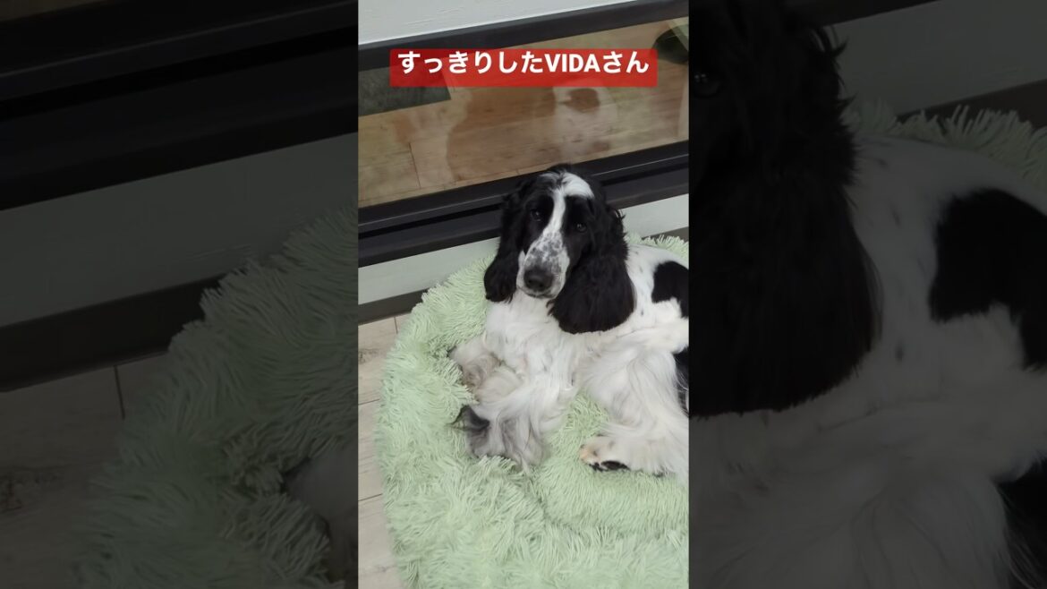 おやつタイムですVIDAさん #トリミング #asmr #grooming