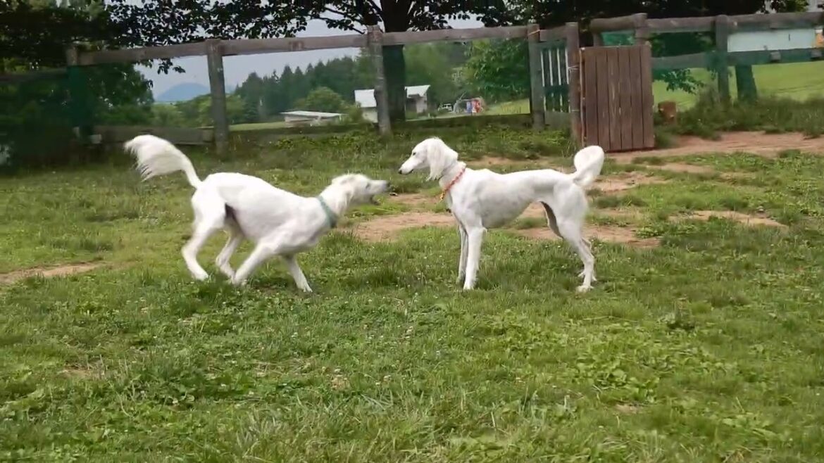 サルーキも走る！私も走る！ドッグラン♪（Saluki）