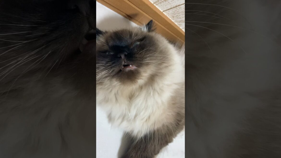 ふぁ #猫 #日常 #ヒマラヤン #shorts