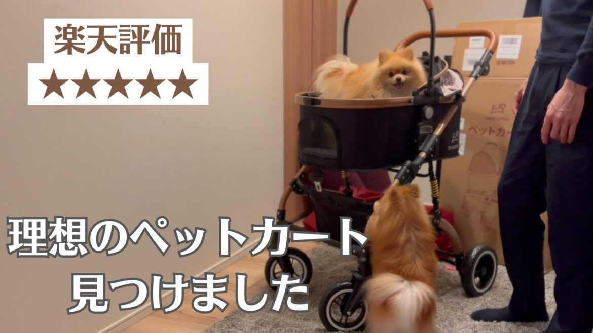 ついに理想のペットカート見つけた！！SKISOPGO！！ #ポメラニアン  #多頭飼い