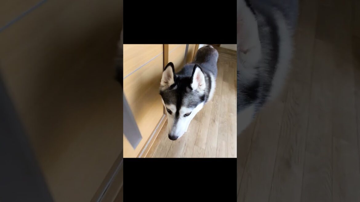犬と猫を呼んでみたらこうなった…#shots 犬と猫を呼んでみたらこうなった...#shots