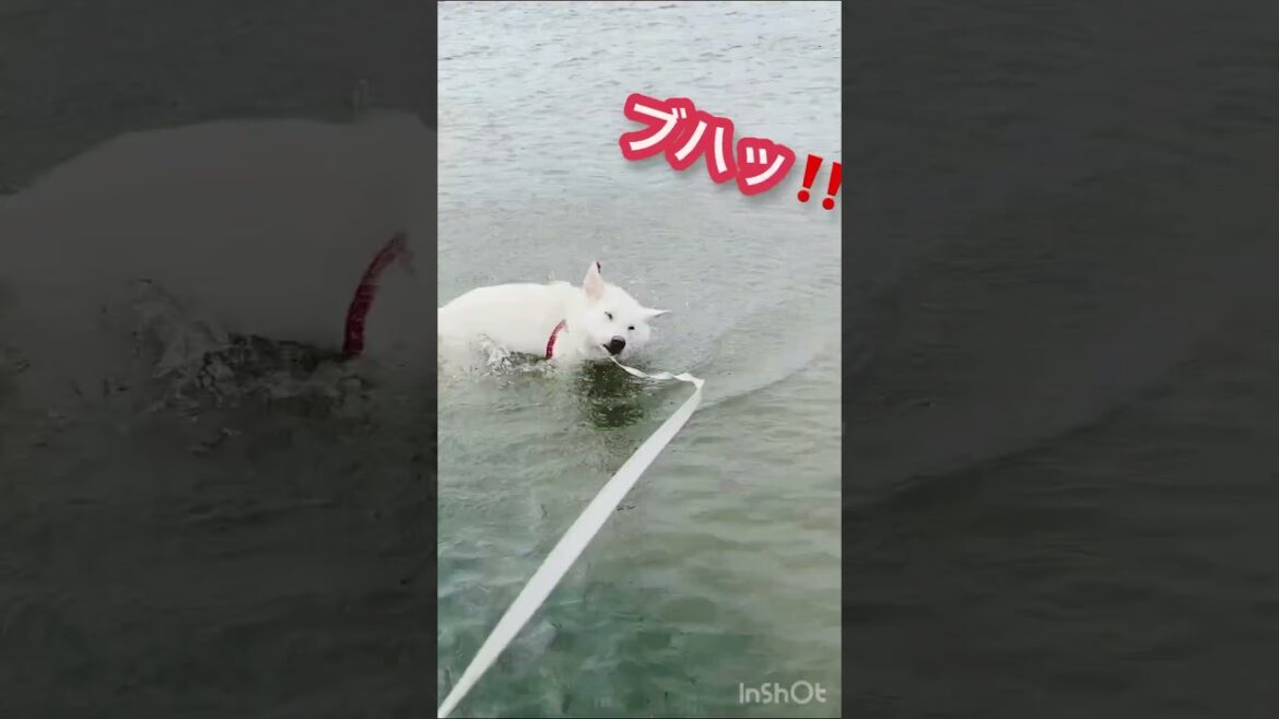 川底を漁ってまで石が欲しいニコ。#犬のいる生活 #犬のいる暮らし #狩猟犬 #紀州犬