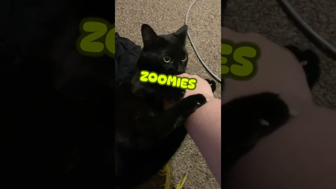 Cat Break