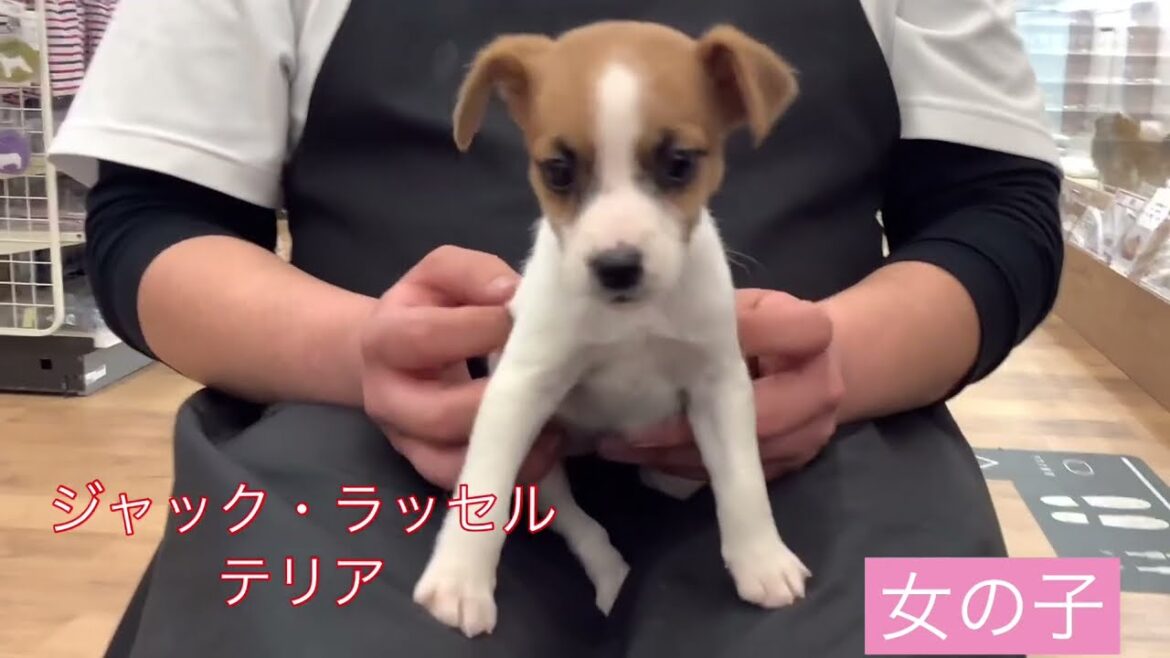 元気いっぱい　【ジャックラッセルテリア】