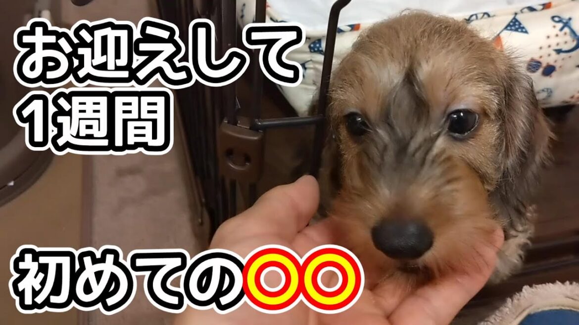 「子犬を迎えて1週間」初めての〇〇を体験した【ミニチュアダックスフンド】