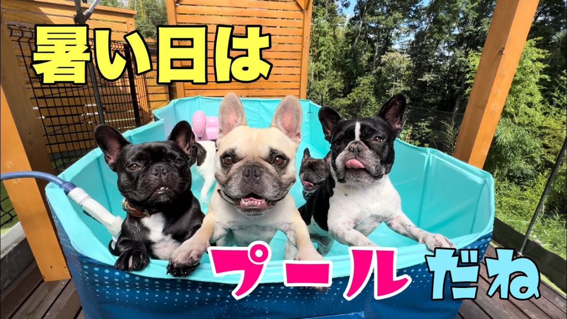 個性たっぷり!フレブル6兄弟のプール遊びが面白いww 個性たっぷり!フレブル6兄弟のプール遊びが面白いww