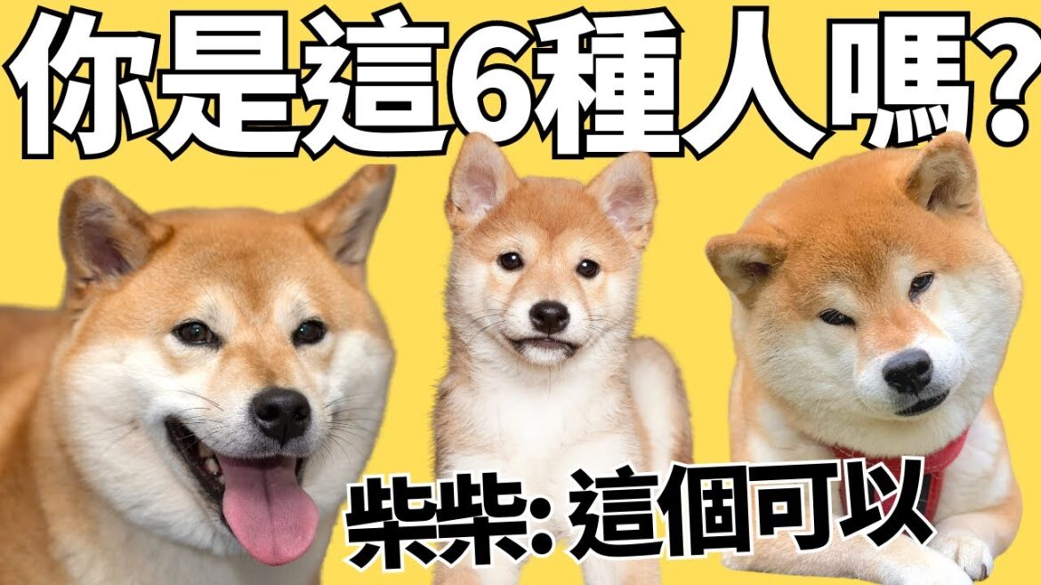 這6種人適合養柴犬,這隻小狐狸可不是人人都能駕馭|柴犬特色2023|shiba inu 這6種人適合養柴犬,這隻小狐狸可不是人人都能駕馭|柴犬特色2023|shiba inu
