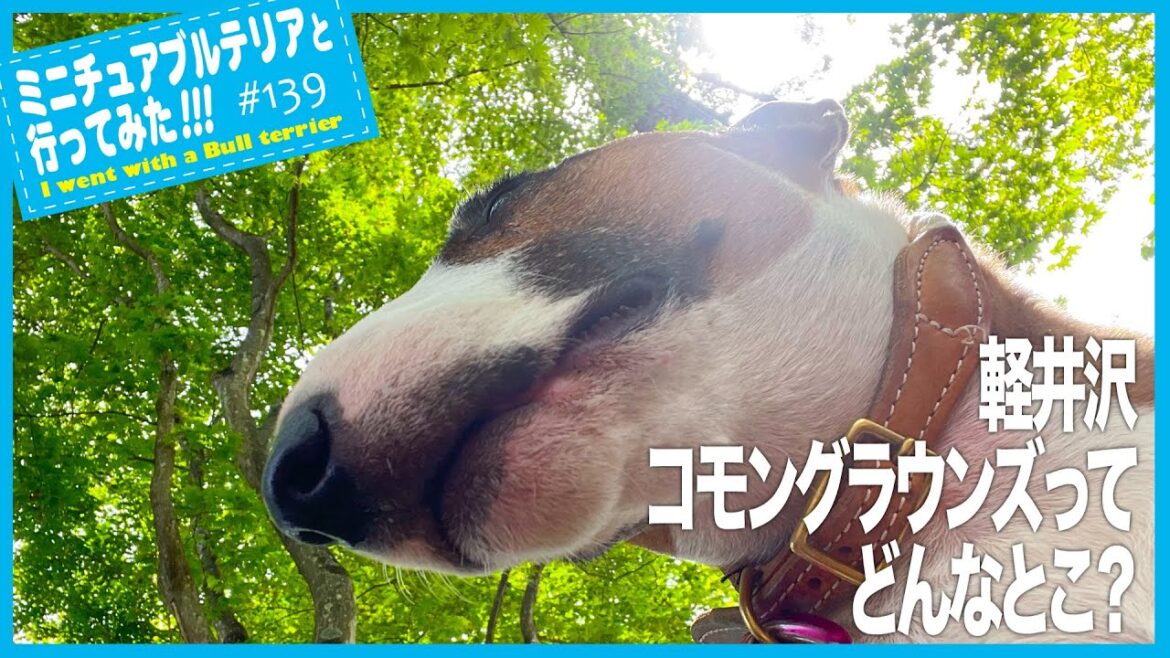 ［ブルテリア］Bull Terrier  新名所？軽井沢コモングラウンズってどんなとこ？What kind of place is Karuizawa Common Grounds?