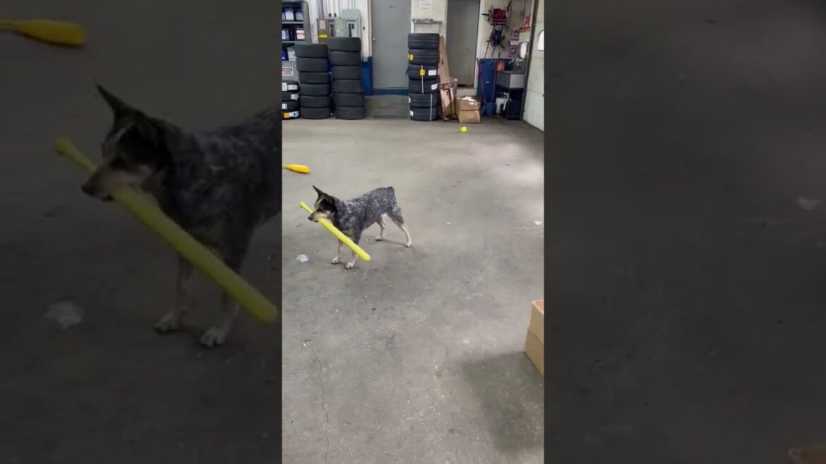 Baseball Dog Hits Home Run || ViralHog